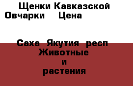 Щенки Кавказской Овчарки  › Цена ­ 1 234 567 - Саха (Якутия) респ. Животные и растения » Собаки   